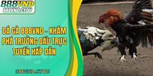 Đá Gà 888VND – Khám Phá Trường Đấu Trực Tuyến Hấp Dẫn